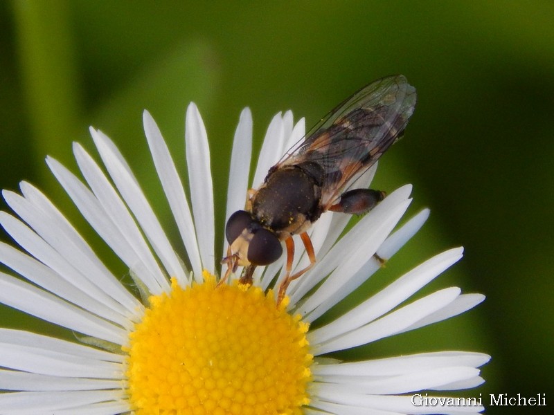 Syrphidae: Syritta pipiens